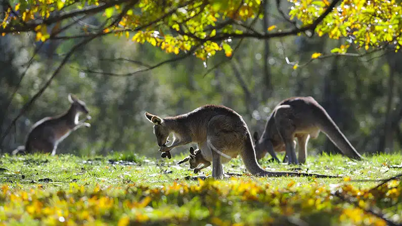 10 Kickass Kangaroo Facts So Weird You’ll Spit Your Tea