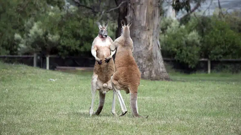 10 Kickass Kangaroo Facts So Weird You’ll Spit Your Tea