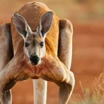 Australia: 10 Wild Facts That Will Amaze You