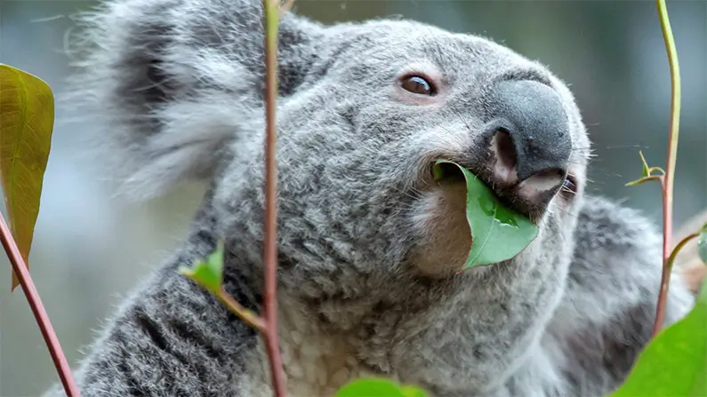 10 Adorable Facts You Simply Have to Know About Koalas