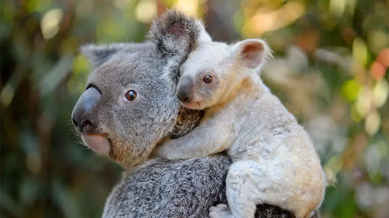 10 Adorable Facts You Simply Have to Know About Koalas