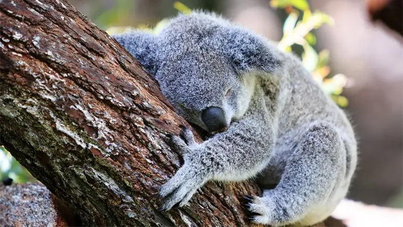 10 Adorable Facts You Simply Have to Know About Koalas