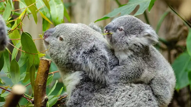 10 Adorable Facts You Simply Have to Know About Koalas