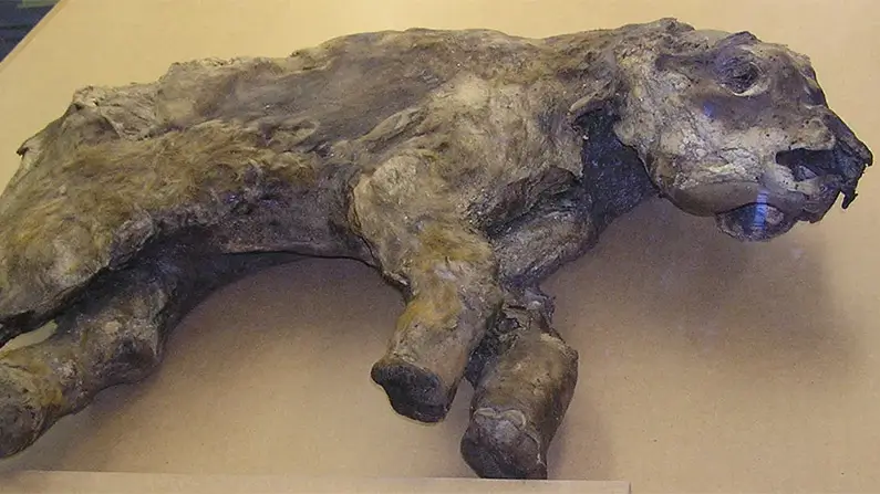 Giants of the Ice Age: 10 Incredible Facts About Mammoths