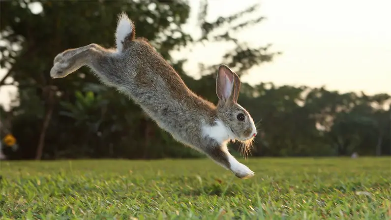 Weird Rabbit Facts 10 Weird and Wonderful Facts About Rabbits