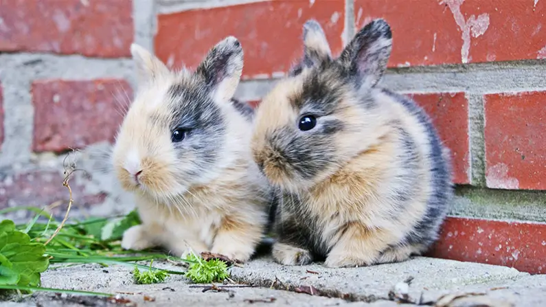 Weird Rabbit Facts 10 Weird and Wonderful Facts About Rabbits