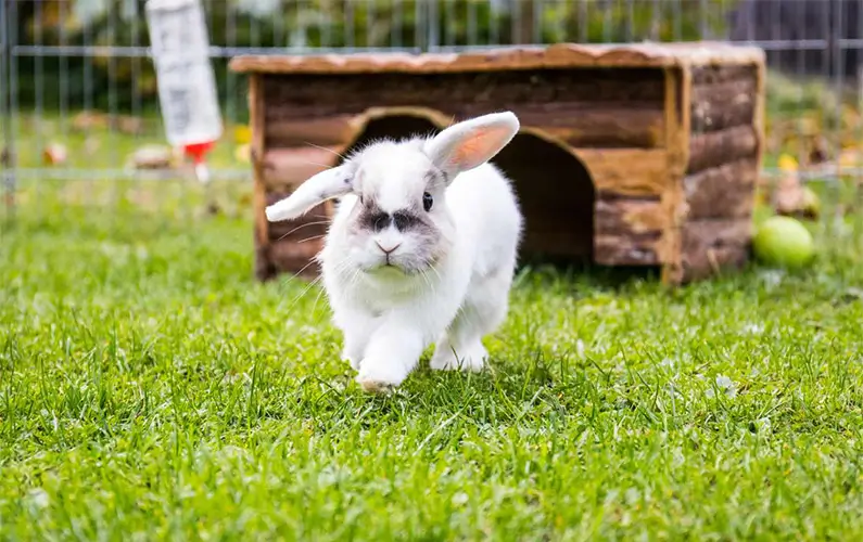 10 Weird and Wonderful Facts About Rabbits