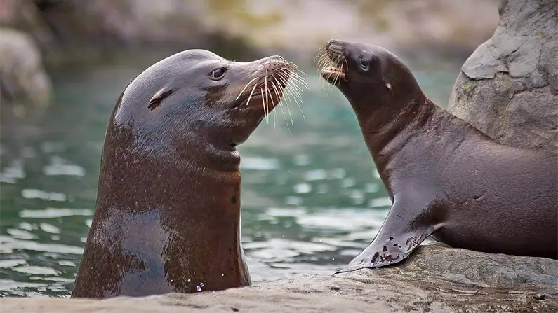 Swimming Heavyweights – 10 Fun Facts About Sea Lions
