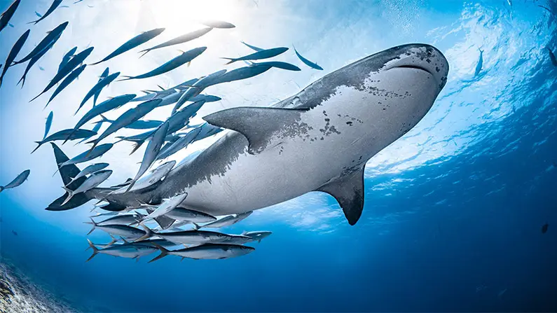 Dive Into the World of Sharks: 10 Surprising Facts