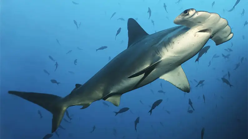 Dive Into the World of Sharks: 10 Surprising Facts