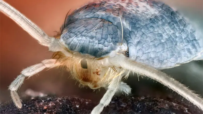 10 Kickass Facts You Never Knew About Silverfish