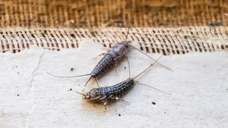 10 Kickass Facts You Never Knew About Silverfish