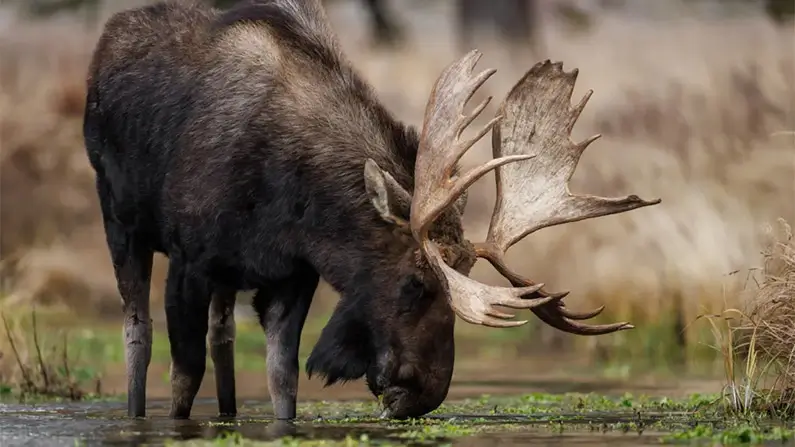 Moose: 10 Facts That Will Change How You See the King of the Forest