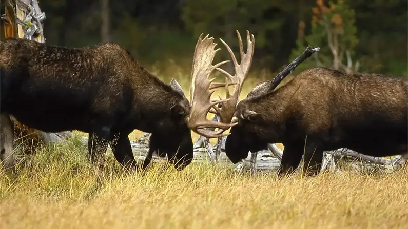 Moose: 10 Facts That Will Change How You See the King of the Forest
