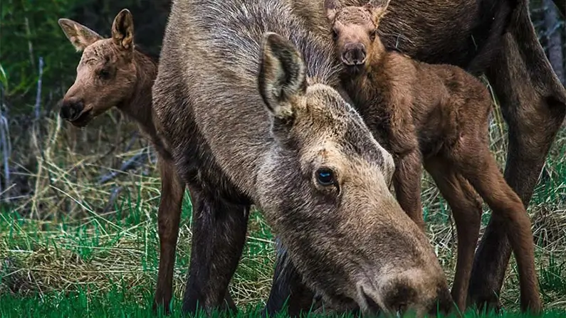 Moose: 10 Facts That Will Change How You See the King of the Forest